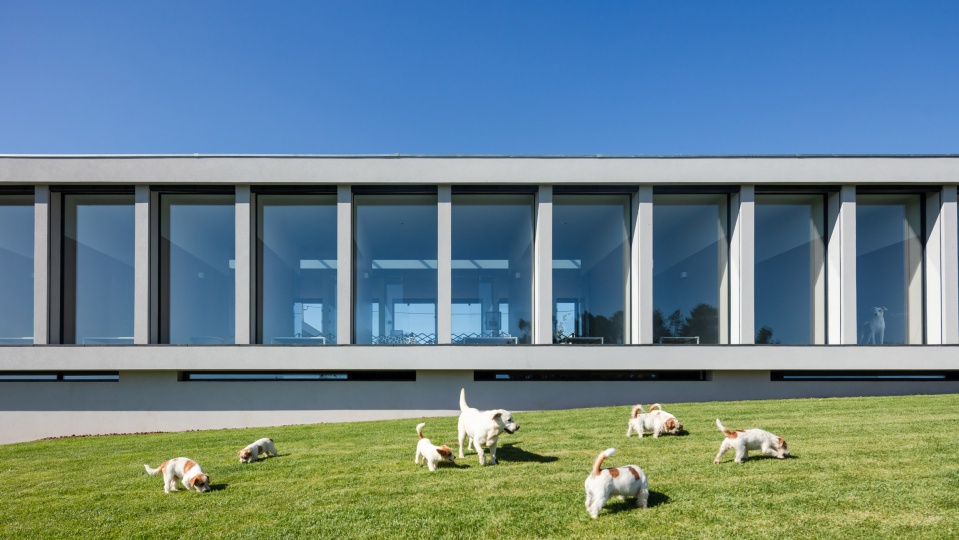 Raulino Silva Arquitecto построили отель для собак и кошек в Португалии